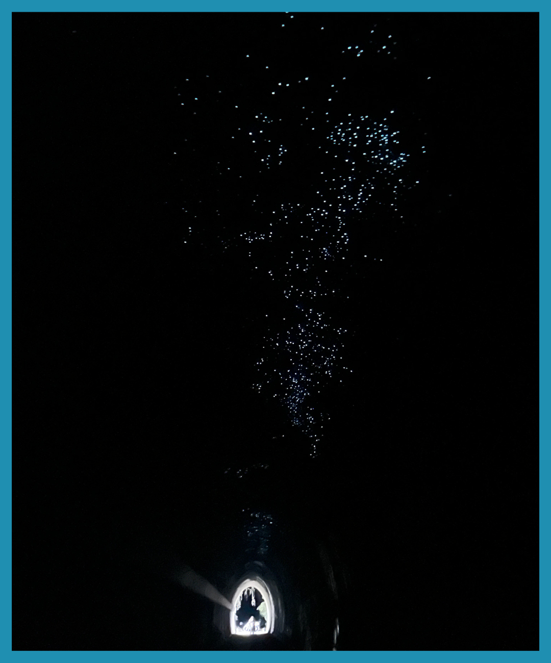 Glow worms Northern Rivers Rail Trail