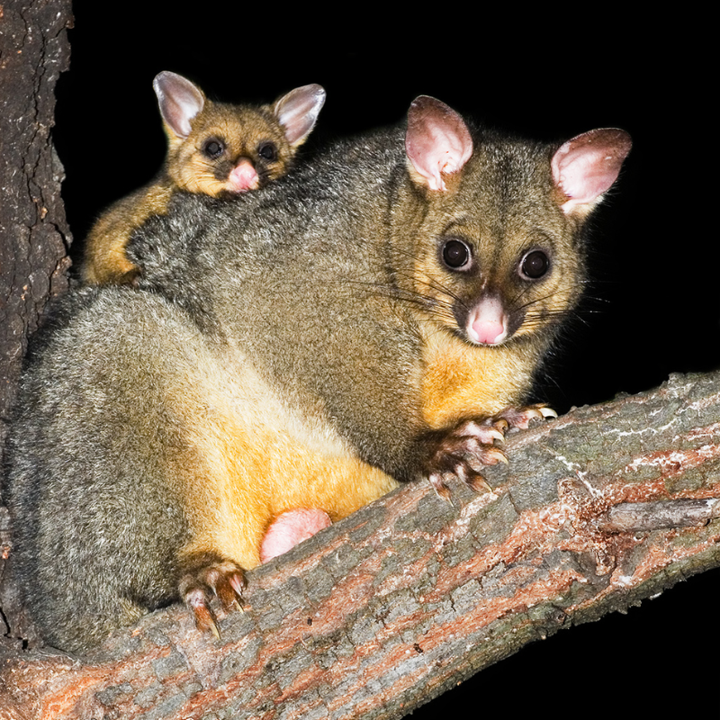 Brushtail possum spotted on the Northern Rivers Rail Trail at night near Murwillumbah