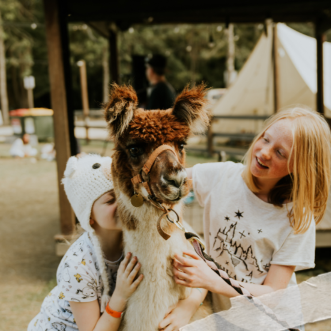 Hossanna Farm Stay Alpaca Feeding