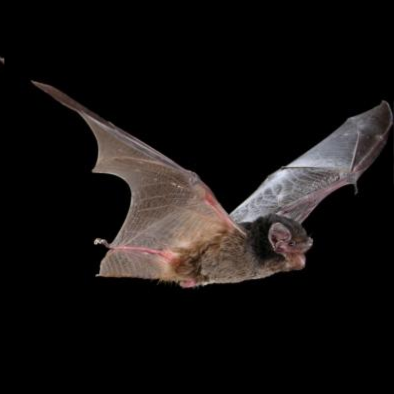 Microbats emerging from the Burringbar Range Tunnel on the Northern Rivers Rail Trail at dusk