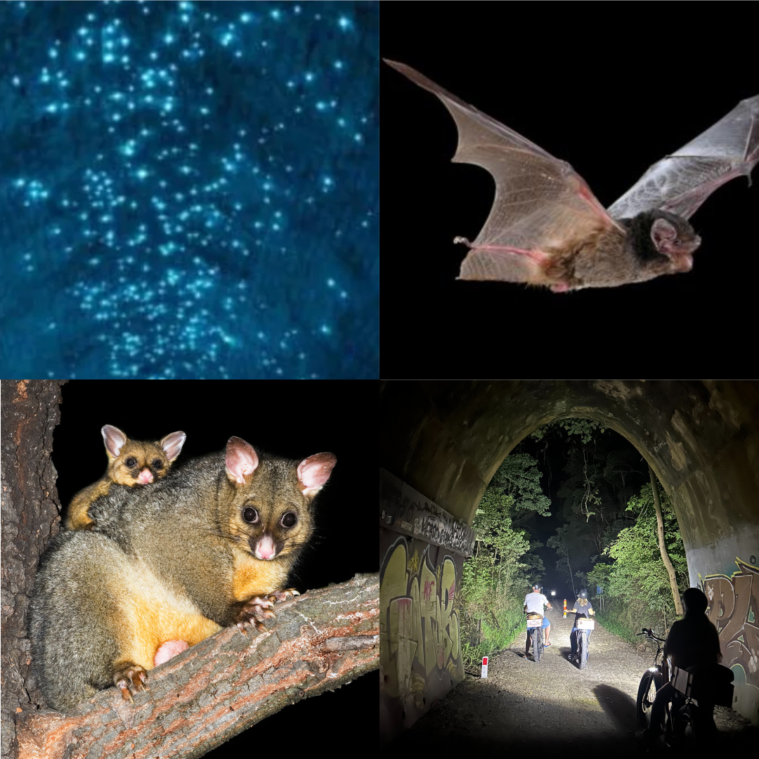 Northern Rivers Rail Trail Glow Worm Tour