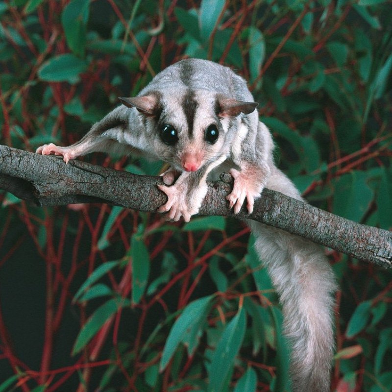 Sugar glider spotted on the Northern Rivers Rail Trail night e-bike ride
