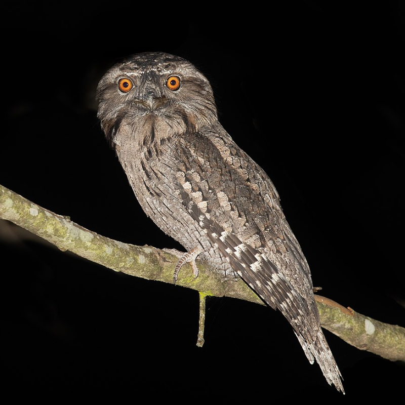 Tawny Frogmouth owl on the Northern Rivers Rail Trail near Murwillumbah at night